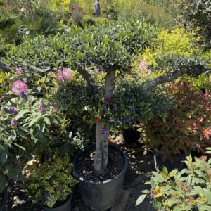 20 éves pompon koronás olajfa (Olea europaea)