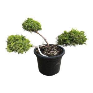 3 fejű aranytarka boróka (Juniperus × media 'Old Gold')
