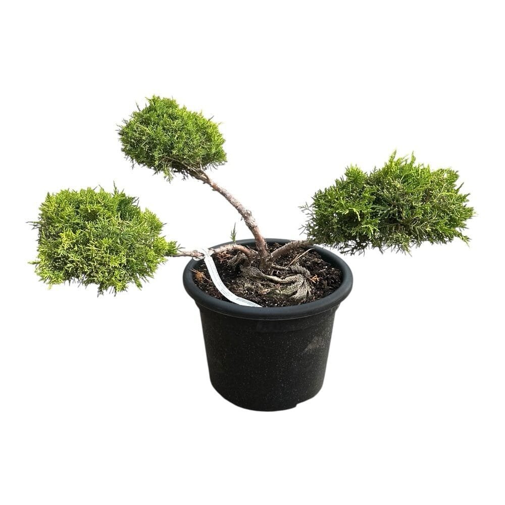 3 fejű aranytarka boróka (Juniperus × media 'Old Gold')