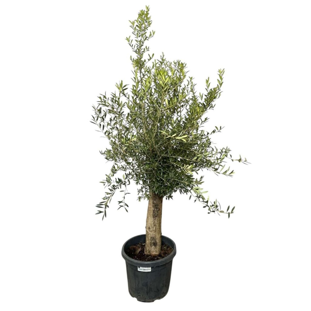 60 éves pompon koronás olajfa (Olea europaea)