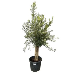 60 éves pompon koronás olajfa (Olea europaea)