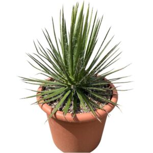 Agávé (Agave 'Filifera')