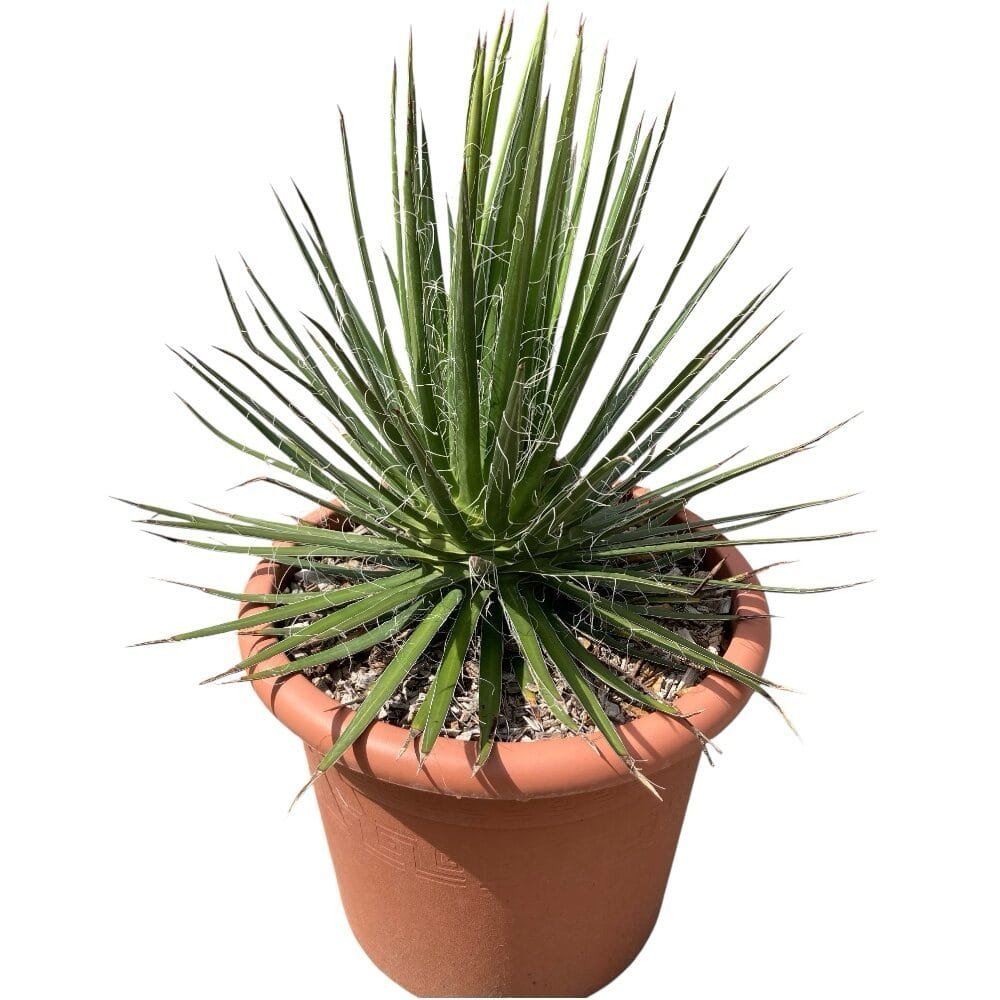 Agávé (Agave 'Filifera')
