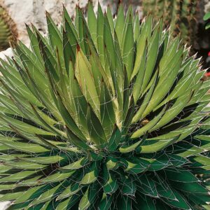 Agávé (Agave 'Filifera')