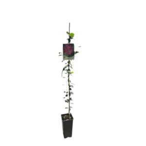 Akafuji klemátisz (Clematis 'Akafuji')
