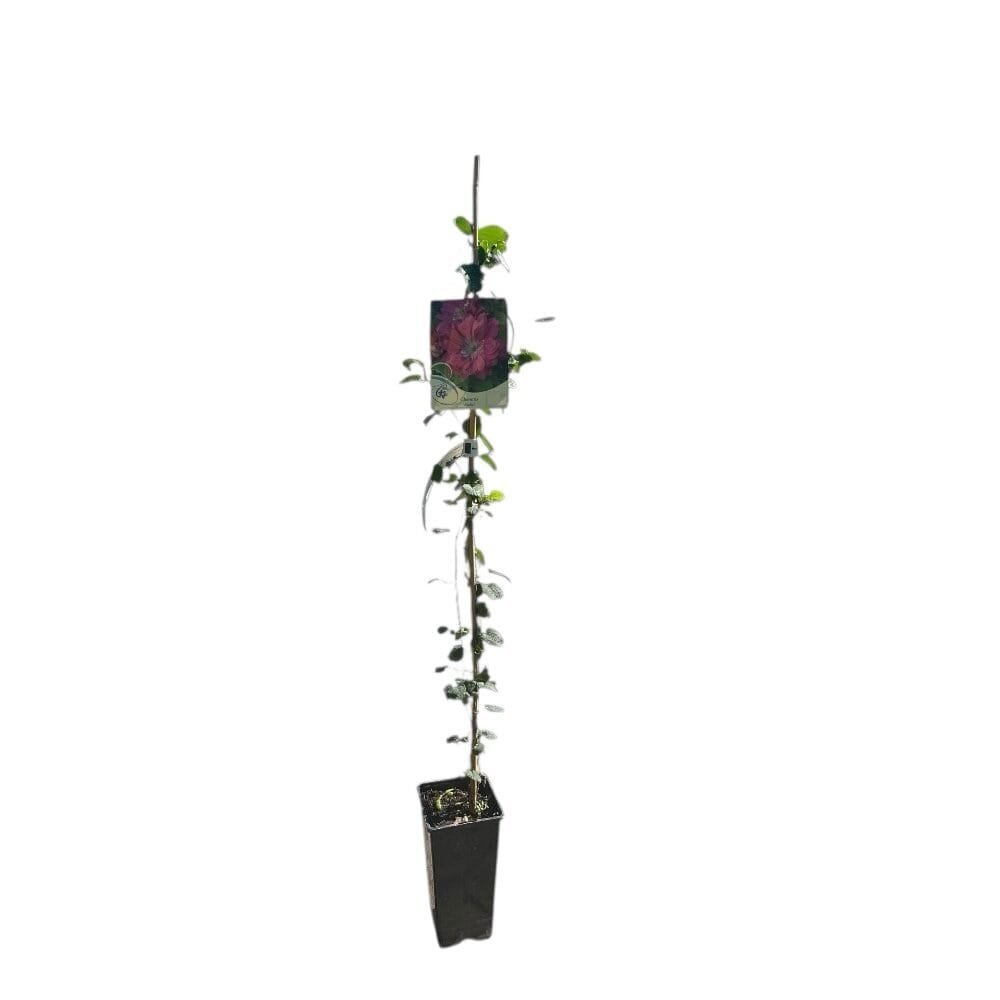 Akafuji klemátisz (Clematis 'Akafuji')
