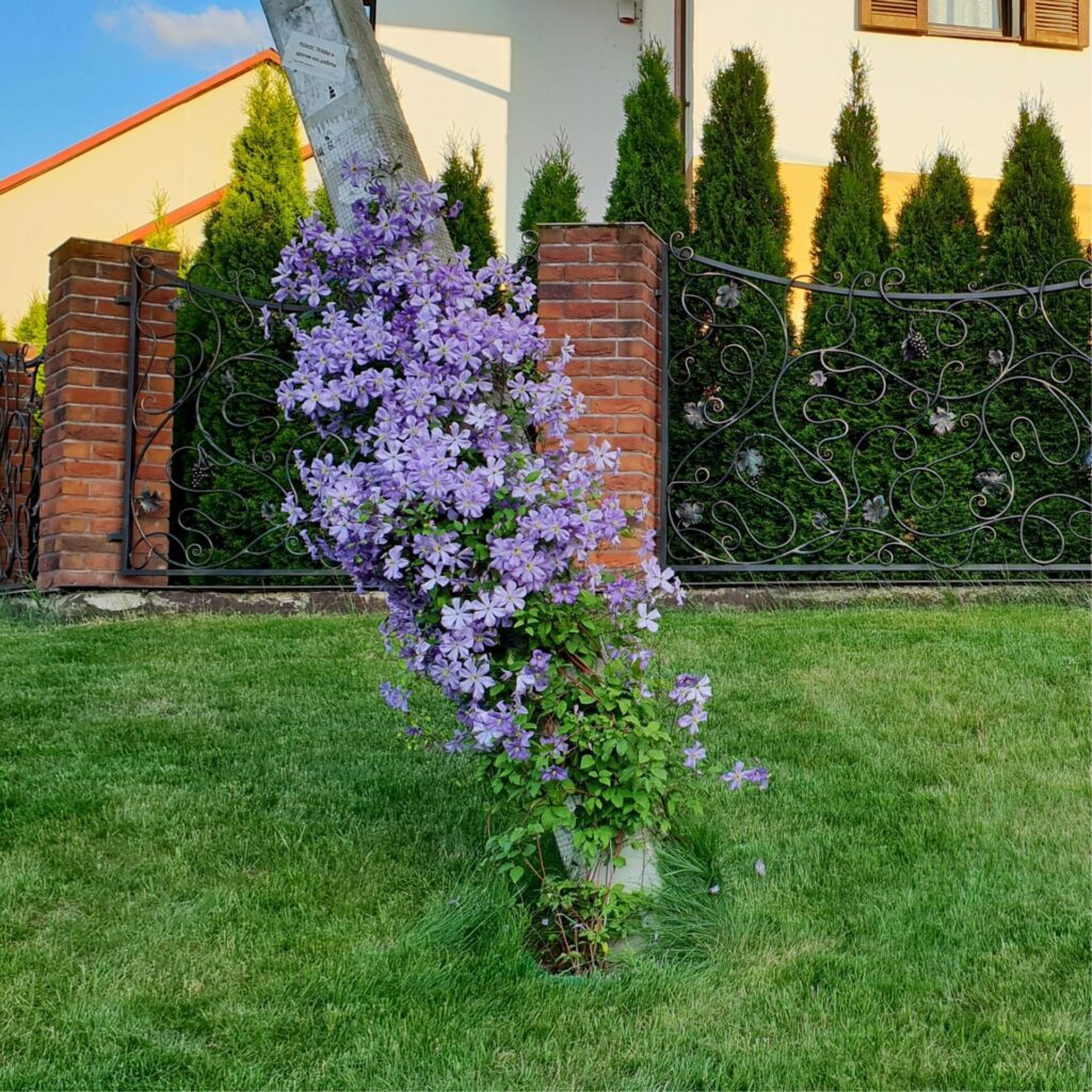 Akafuji klemátisz (Clematis 'Akafuji')