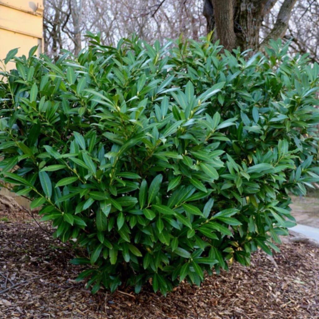 Alacsony növésű babérmeggy (Prunus laurocerasus 'Otto Luyken')