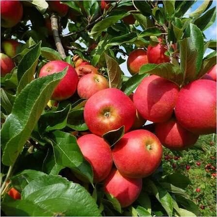 Alma (Malus domestica 'Elstar')