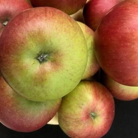 Alma (Malus domestica 'Idared')