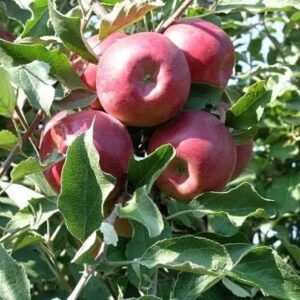 Alma (Malus domestica 'Jonathan M41')