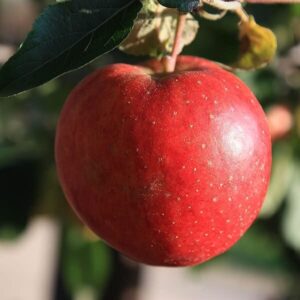 Alma (Malus domestica 'Starking')