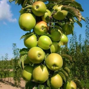 Almafa (Malus domestica 'Bolero')
