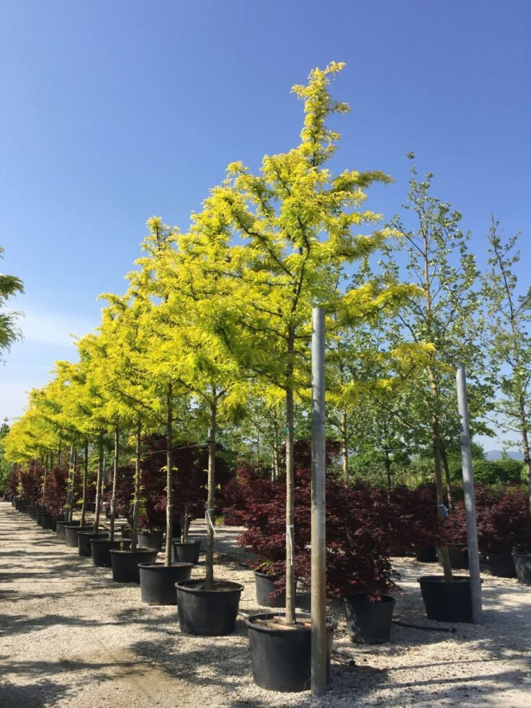 Amerikai díszlepényfa (Gleditsia triacanthos 'Sunburst')