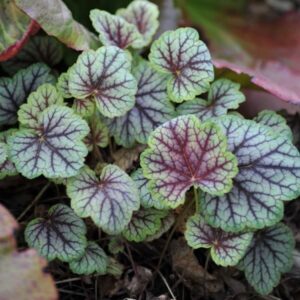 Amerikai tűzeső (Heuchera americana 'Marvelous Marble')