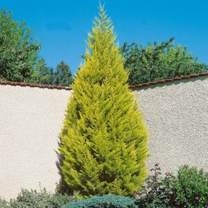 Arany ciprus (Cupressus macrocarpa 'Goldcrest')
