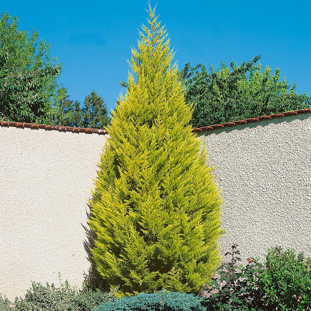 Arany ciprus (Cupressus macrocarpa 'Goldcrest')