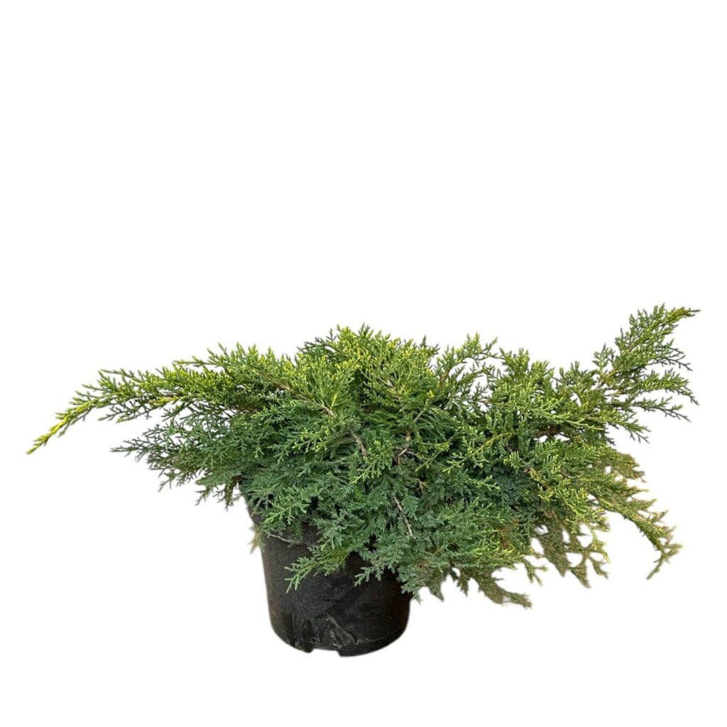 Arany csillag boróka (Juniperus media 'Gold Star')