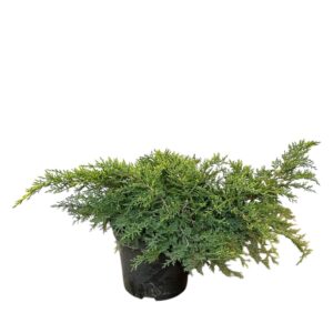 Arany csillag boróka (Juniperus media 'Gold Star')