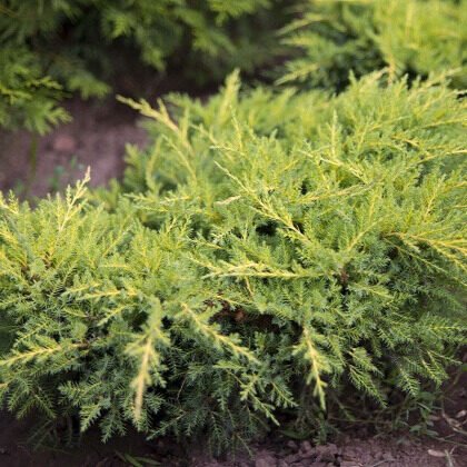 Arany csillag boróka (Juniperus media 'Gold Star')