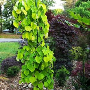 Arany csüngő júdásfa (Cercis canadensis 'Golden Falls')