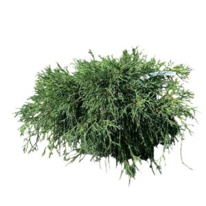 Arany hamisciprus (Chamaecyparis pisifera 'Sungold')