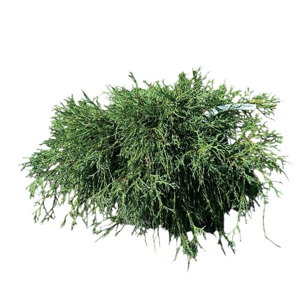 Arany hamisciprus (Chamaecyparis pisifera 'Sungold')