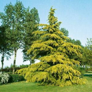 Arany himalájai cédrus (Cedrus deodara 'Aurea')