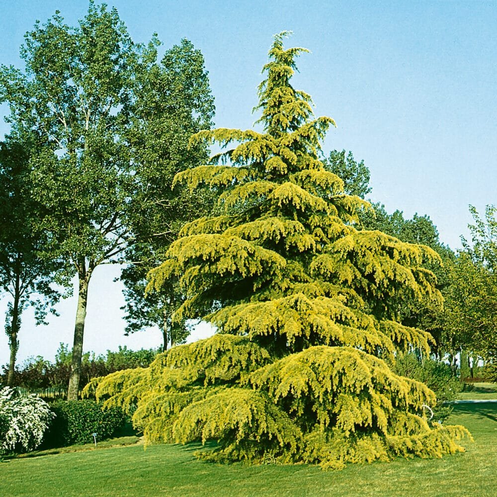 Arany himalájai cédrus (Cedrus deodara 'Aurea')