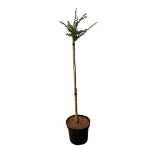 Arany japán vörösfenyő (Larix kaempferi 'Magic Gold')