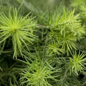Arany japán vörösfenyő (Larix kaempferi 'Magic Gold')