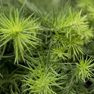 Arany japán vörösfenyő (Larix kaempferi 'Magic Gold')
