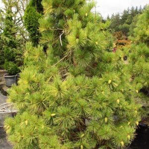 Arany japán vörösfenyő (Pinus densiflora 'Aurea')