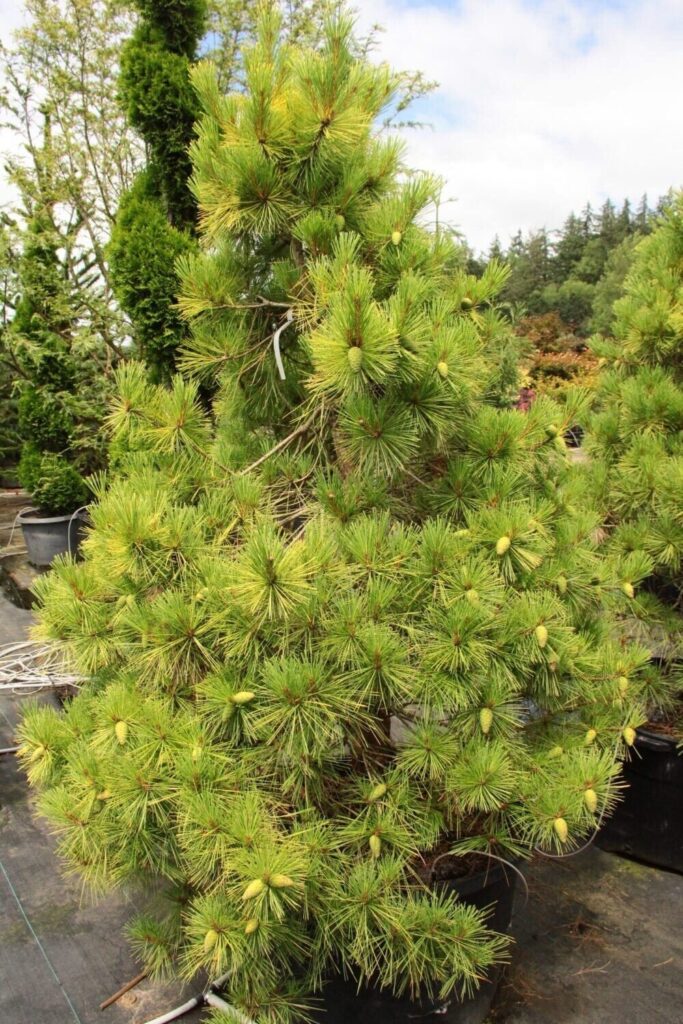 Arany japán vörösfenyő (Pinus densiflora 'Aurea')