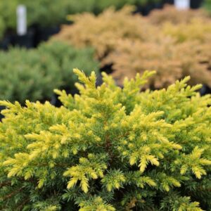 Arany közönséges boróka (Juniperus communis 'Goldschatz')