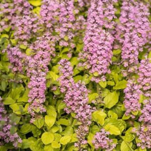 Arany levelű indás ínfű (Ajuga reptans 'Gold Chang')