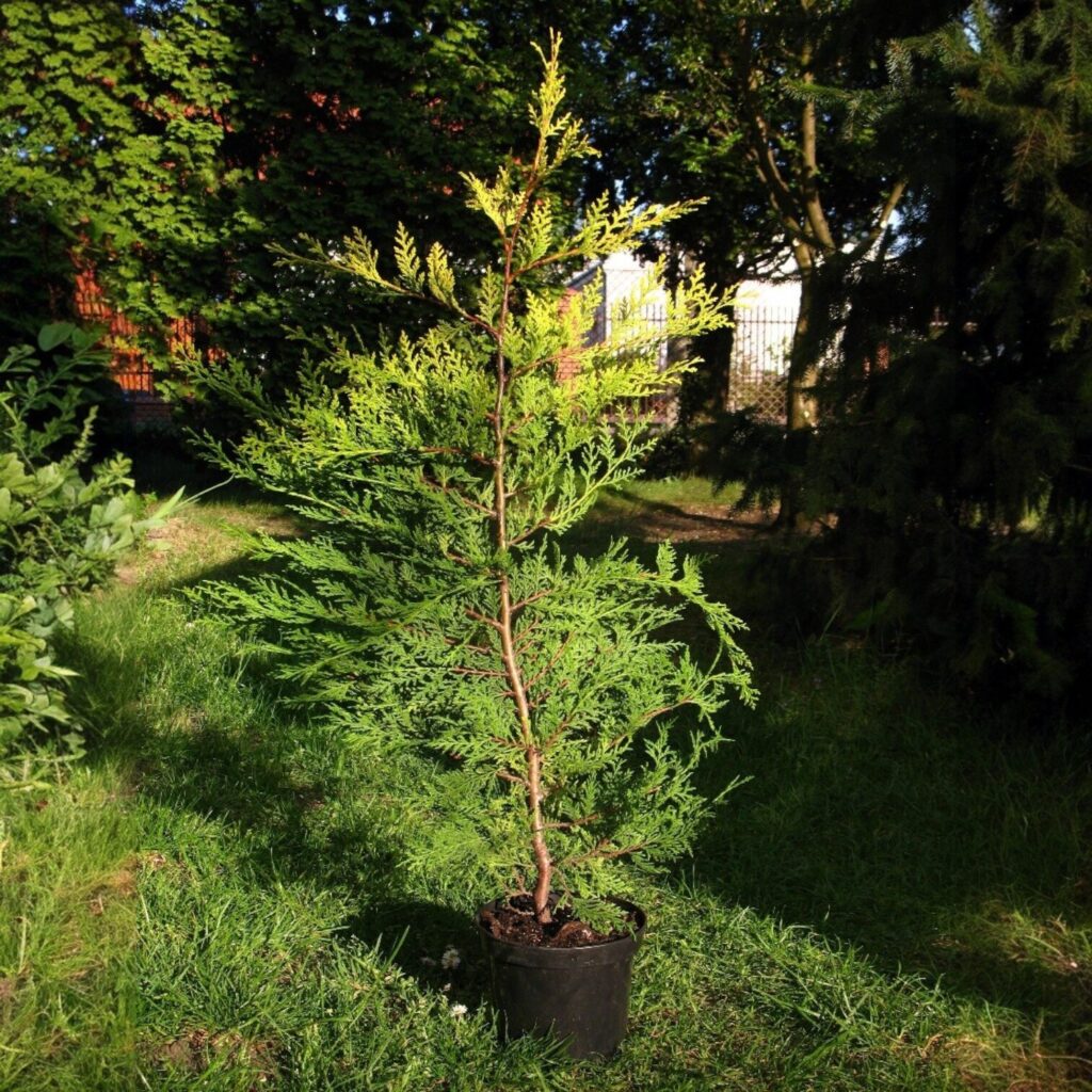 Arany leylandi ciprus (Cupressocyparis leylandii 'Castwellan')
