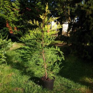 Arany leylandi ciprus (Cupressocyparis leylandii 'Castwellan')
