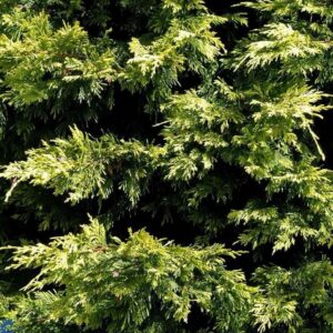 Arany leylandi ciprus (Cupressocyparis leylandii 'Excalibur Gold')