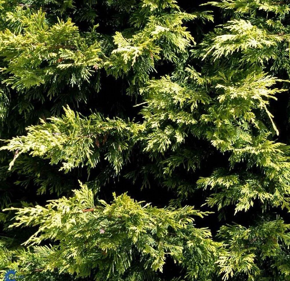 Arany leylandi ciprus (Cupressocyparis leylandii 'Excalibur Gold')