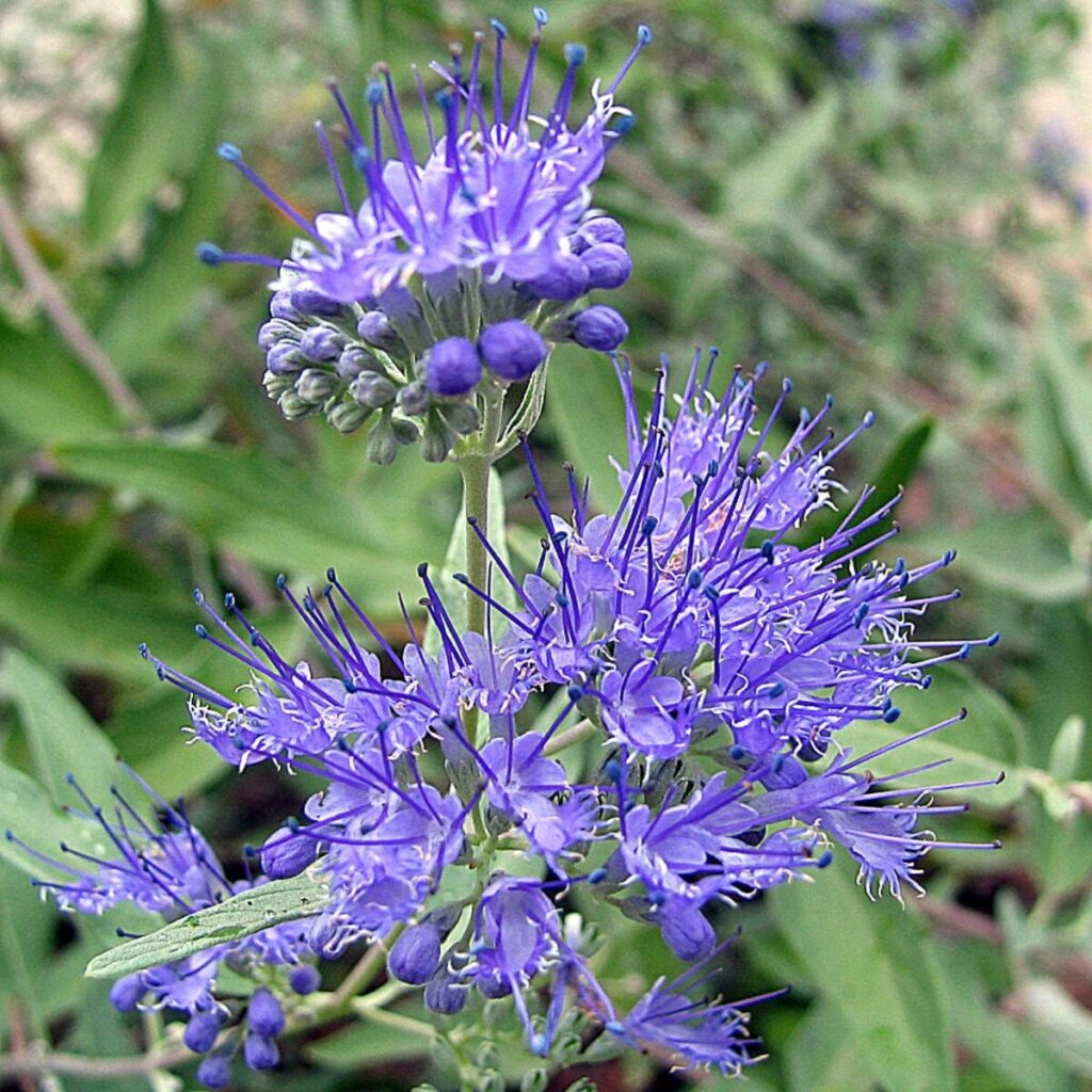 Arany lombú kékszakáll (Caryopteris clandonensis 'Hint of Gold')