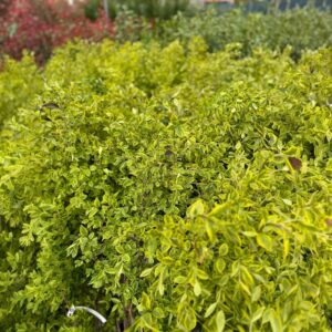 Arany ovallevelű fagyal (Ligustrum ovalifolium 'Aureum')