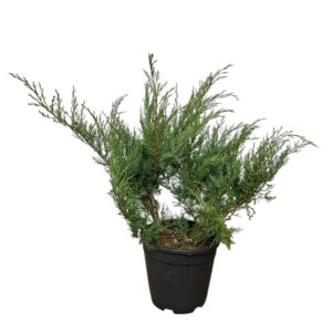 Arany pfitzer boróka (Juniperus media 'Pfitzeriana Aurea')