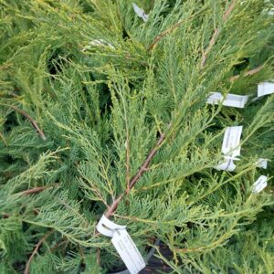 Arany pfitzer boróka (Juniperus media 'Pfitzeriana Aurea')