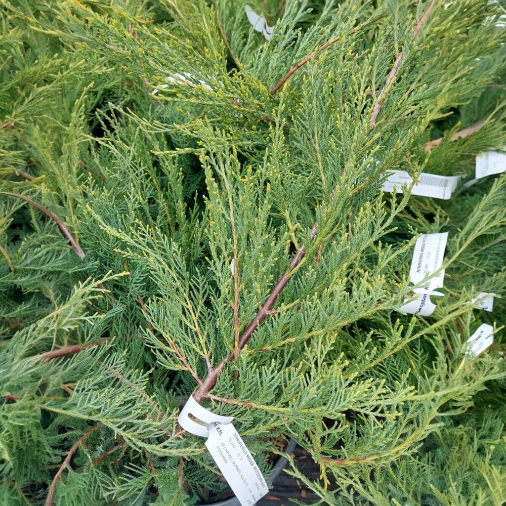 Arany pfitzer boróka (Juniperus media 'Pfitzeriana Glauca')