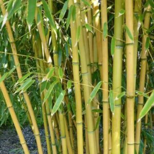 Aranybarázdás bambusz (Phyllostachys aureosulcata 'Aureocaulis')