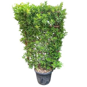 Aranyfoltos japán kecskerágó (Euonymus japonicus 'Aureopictus')
