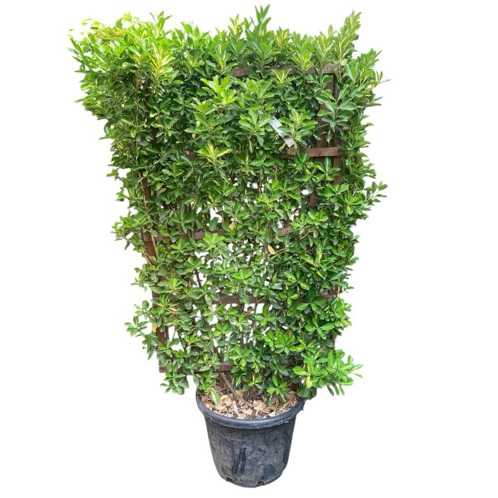 Aranyfoltos japán kecskerágó (Euonymus japonicus 'Aureopictus')