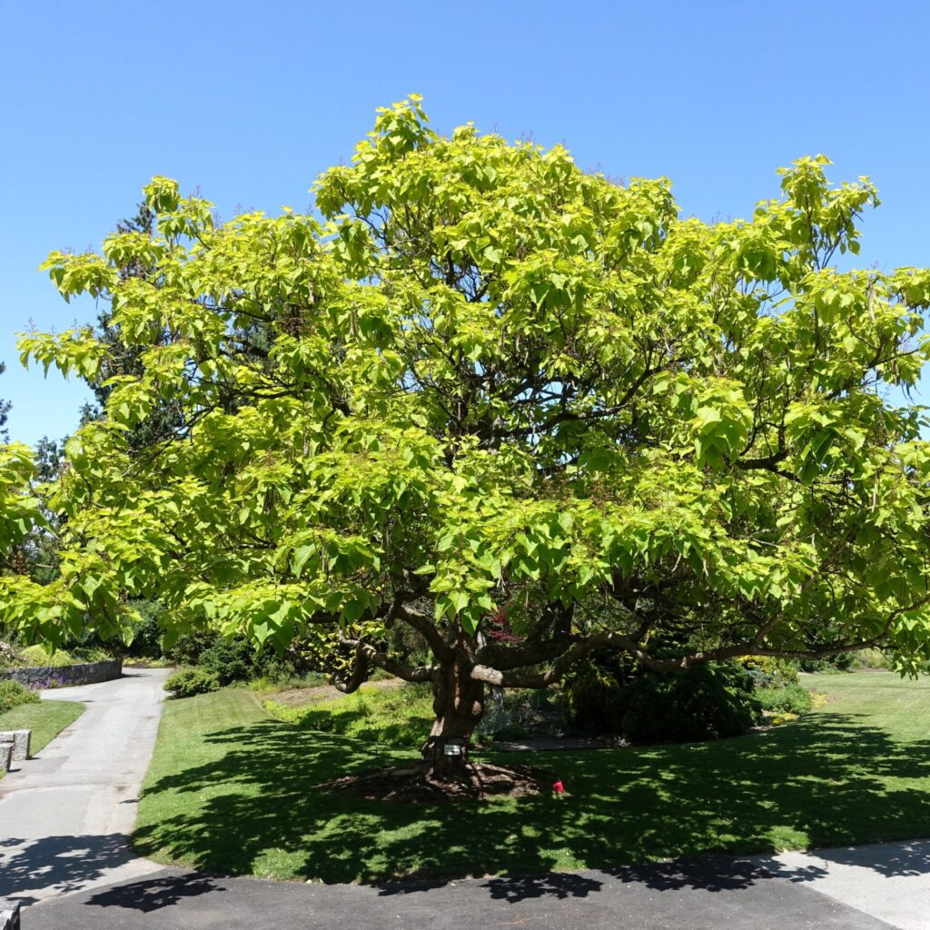 Aranylevelű szivarfa (Catalpa bignonioides 'Aurea')