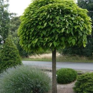 Aranylevelű szivarfa (Catalpa bignonioides 'Aurea Nana')